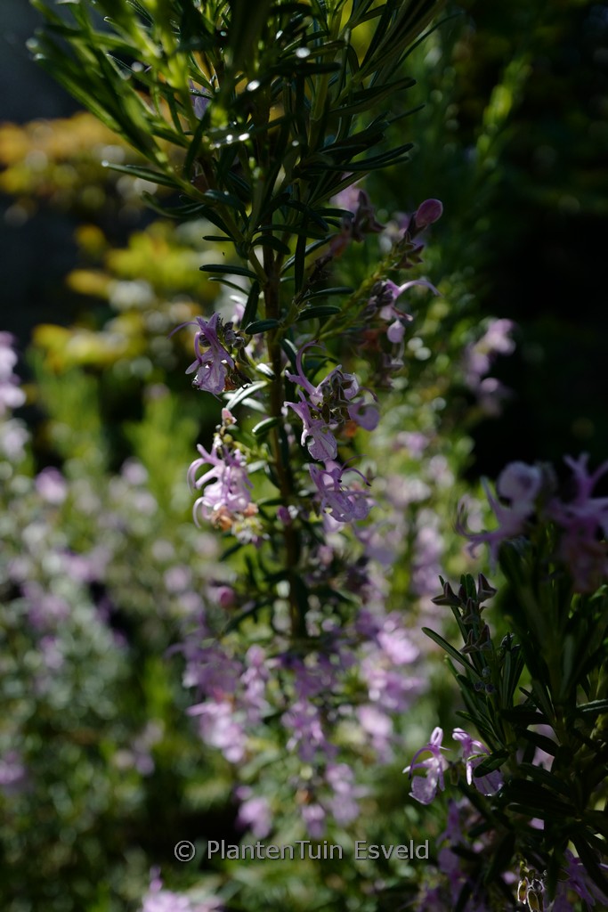 Rosmarinus officinalis ‘Majorca Pink’