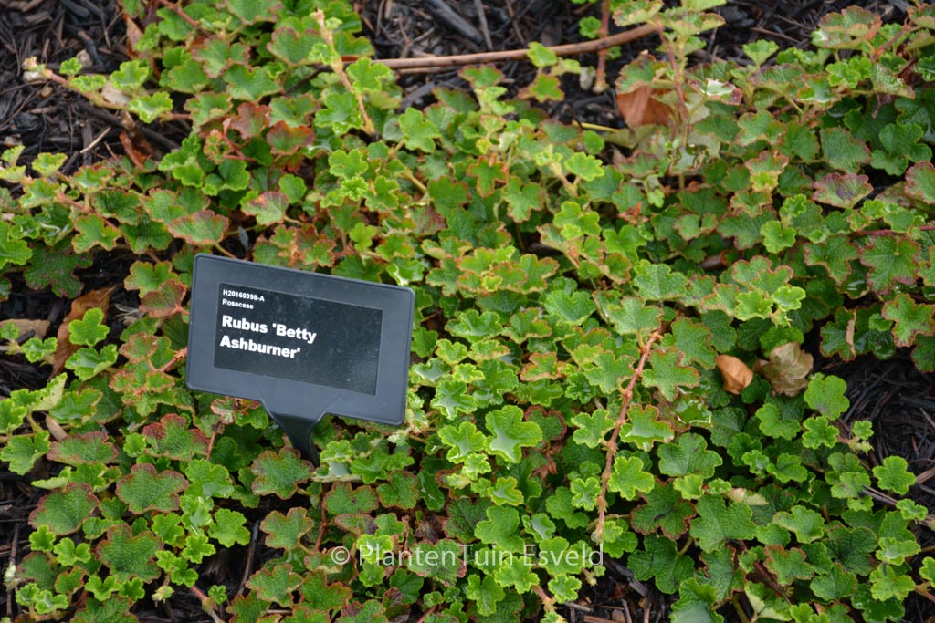 Rubus ‘Betty Ashburner’