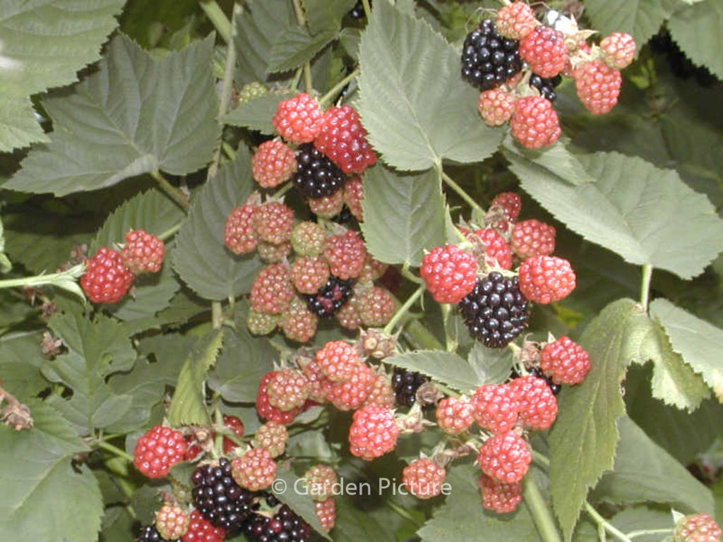 Rubus ‘Chester Thornless’