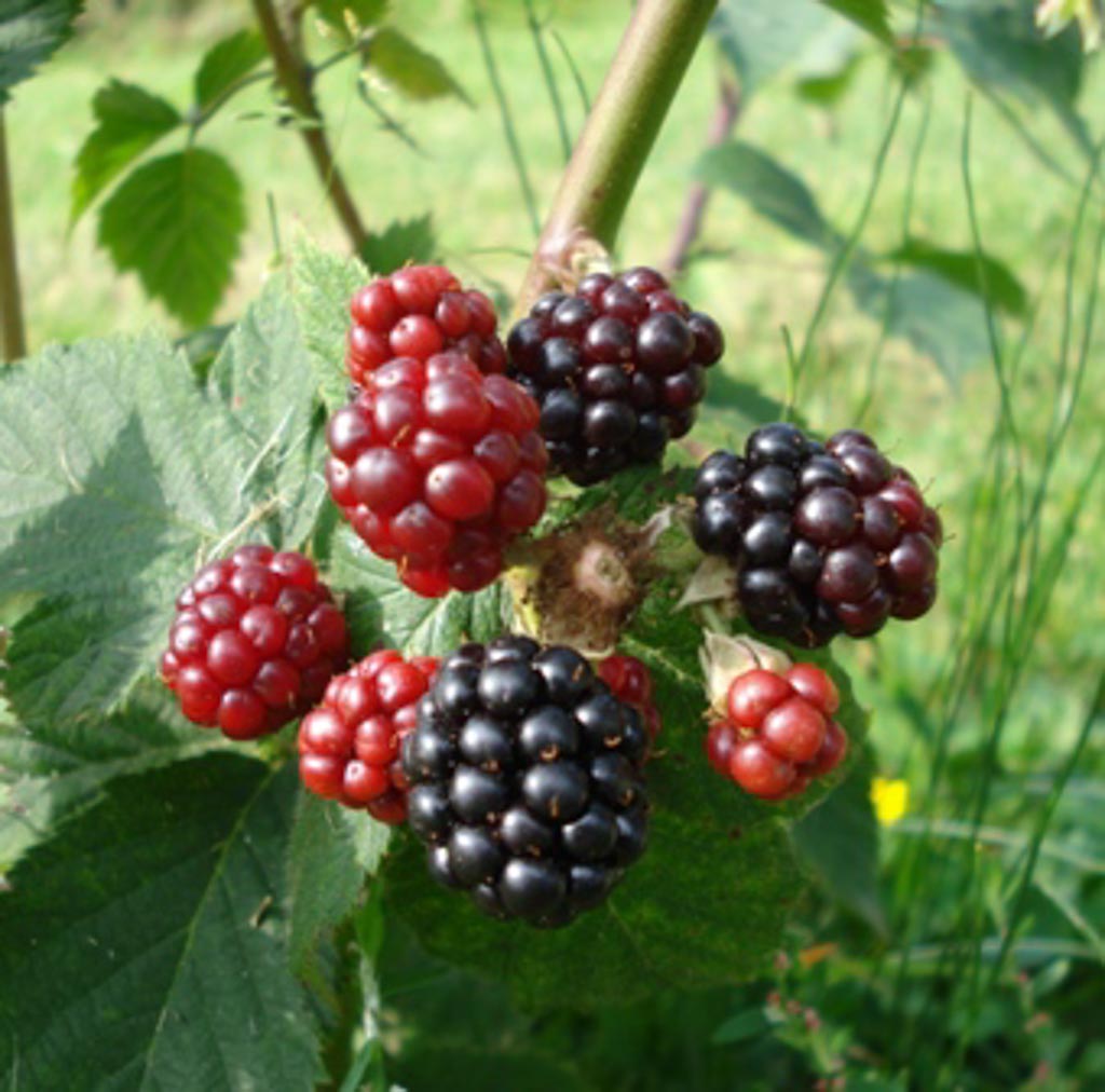 Rubus ‘Himalaya’