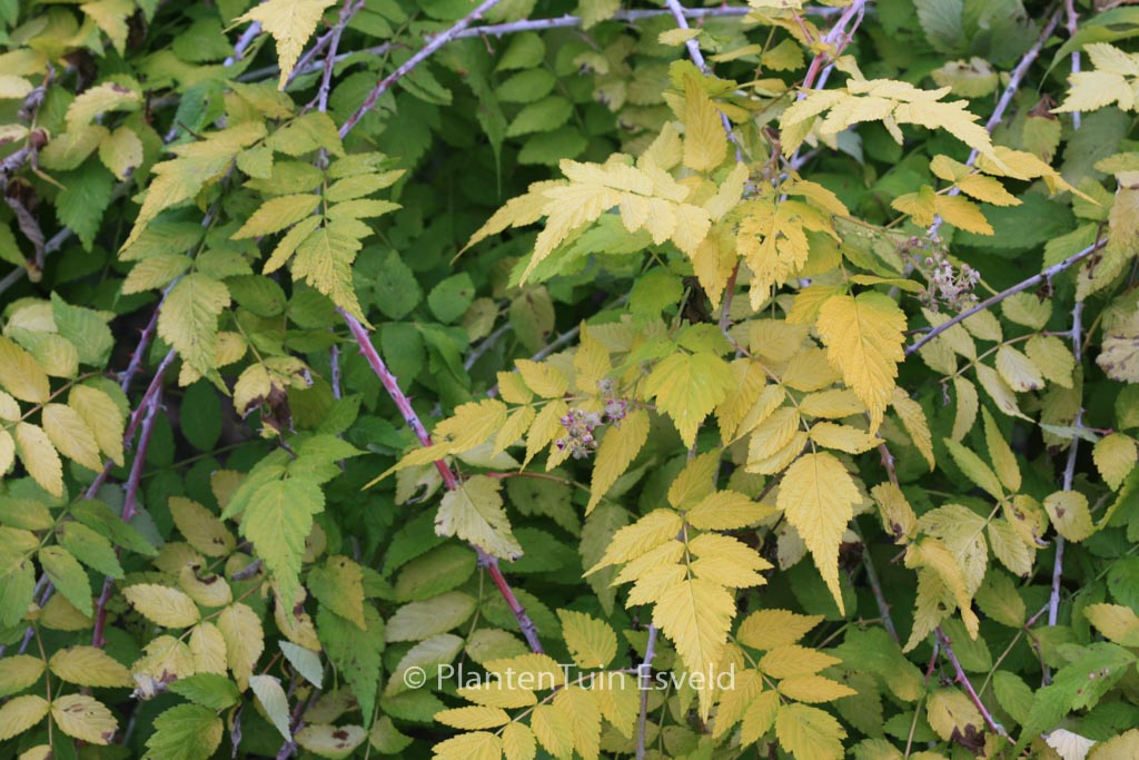 Rubus cockburnianus ‘Wyego’ (GOLDEN VALE)
