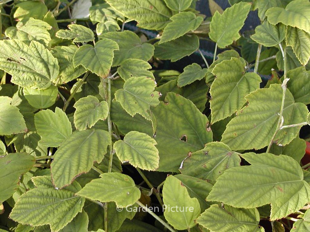 Rubus flagelliflorus