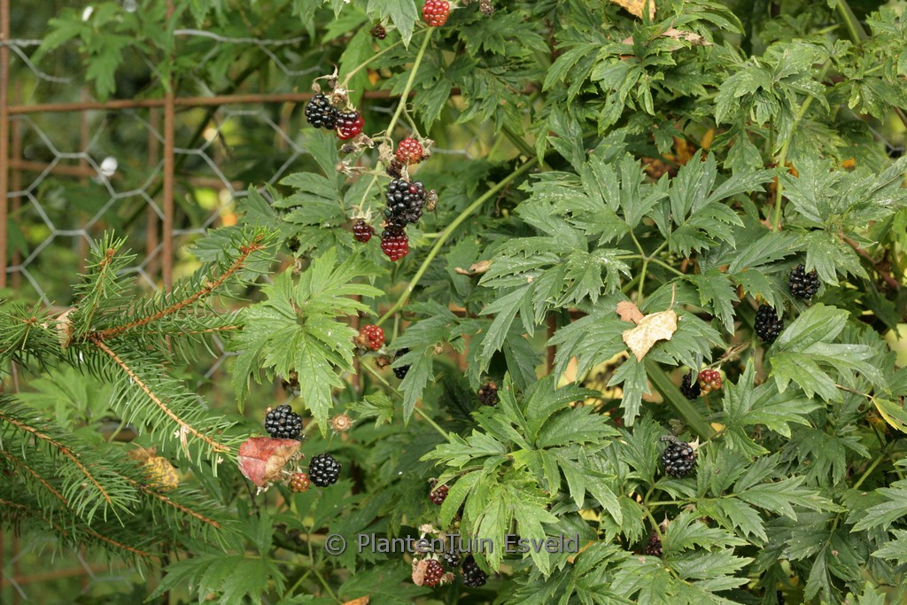 Rubus fruticosus ‘Thornless Evergreen’