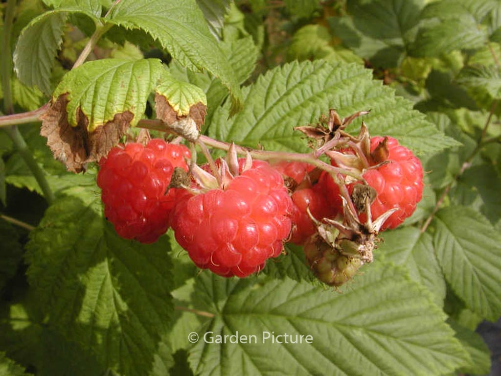 Rubus idaeus ‘Glen Ample’