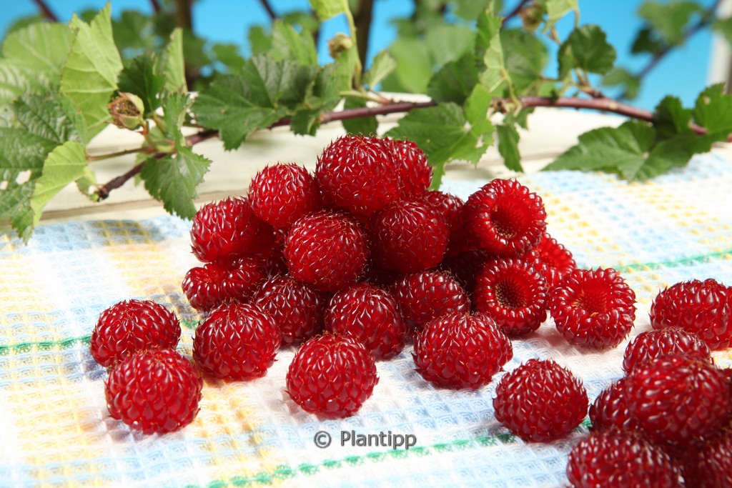 Rubus idaeus ‘Hararasp’ (RASPBEARY)