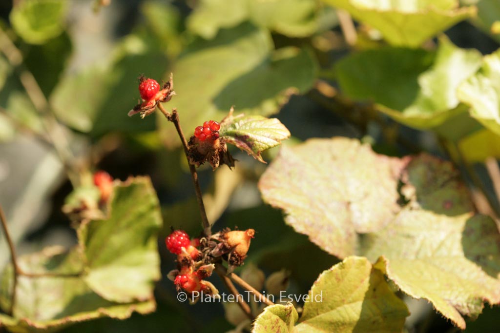 Rubus irenaeus