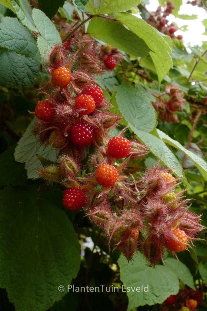Rubus phoenicolasius
