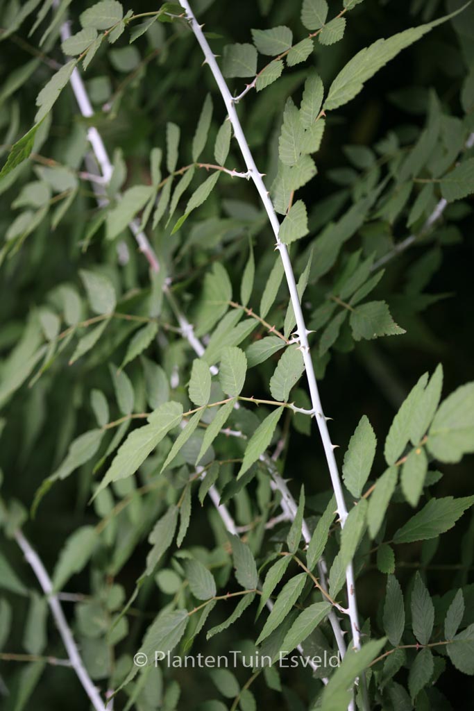 Rubus thibetanus ‘Silver Fern’