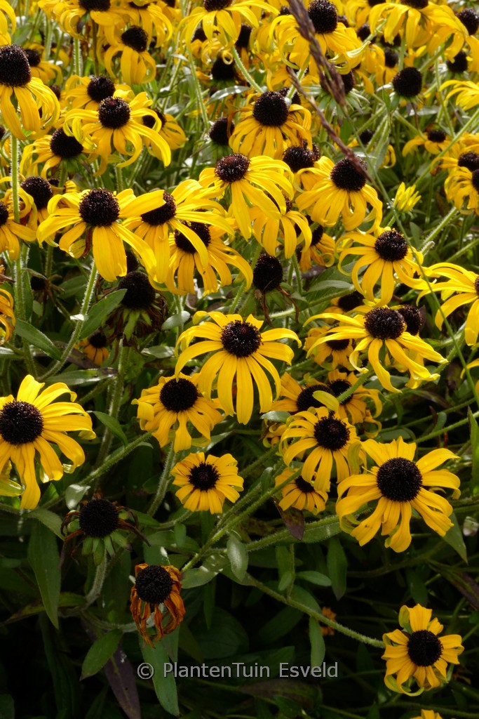Rudbeckia ‘American Goldrush’