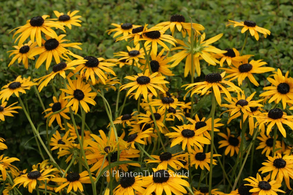 Rudbeckia fulgida ‘Pot of Gold’