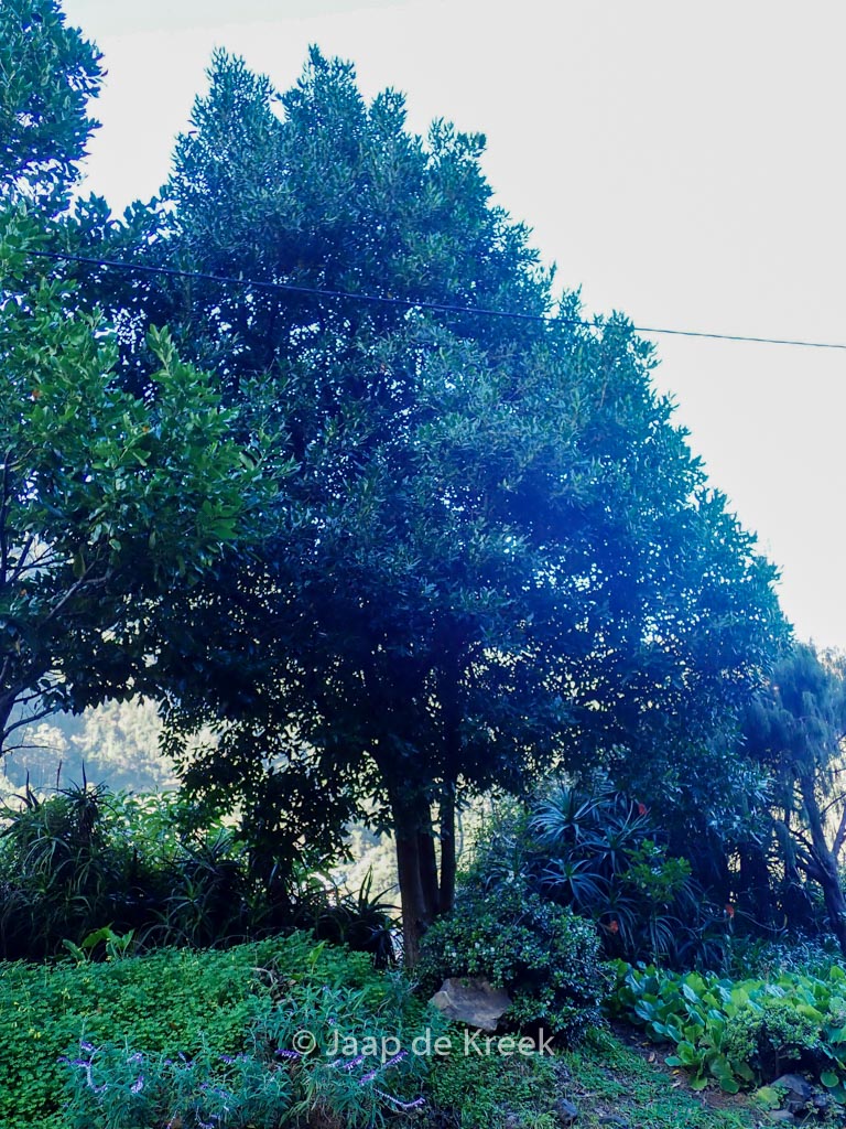 Rudbeckia laciniata ‘Goldquelle’