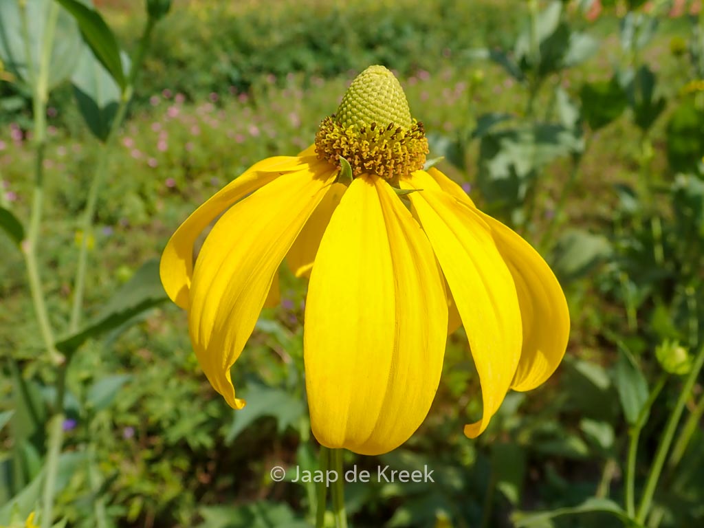 Rudbeckia nitida ‘Herbstsonne’