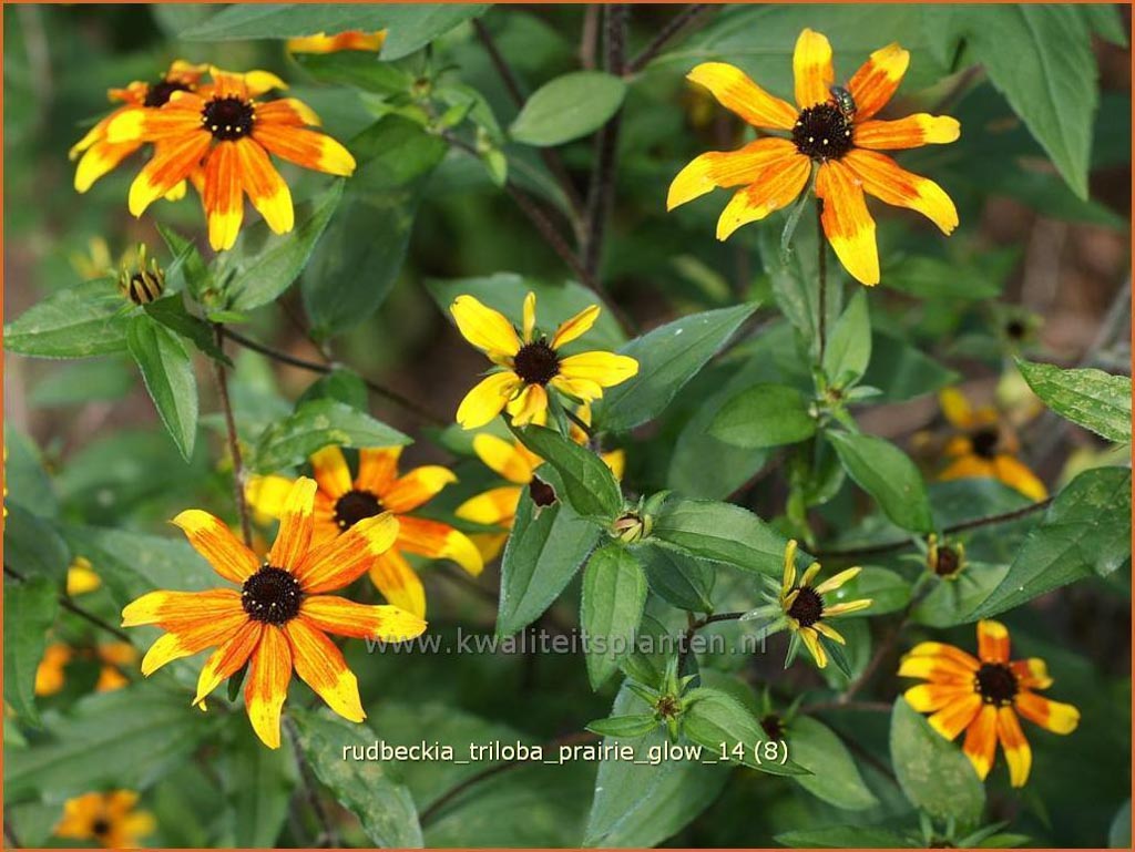Rudbeckia triloba ‘Prairie Glow’