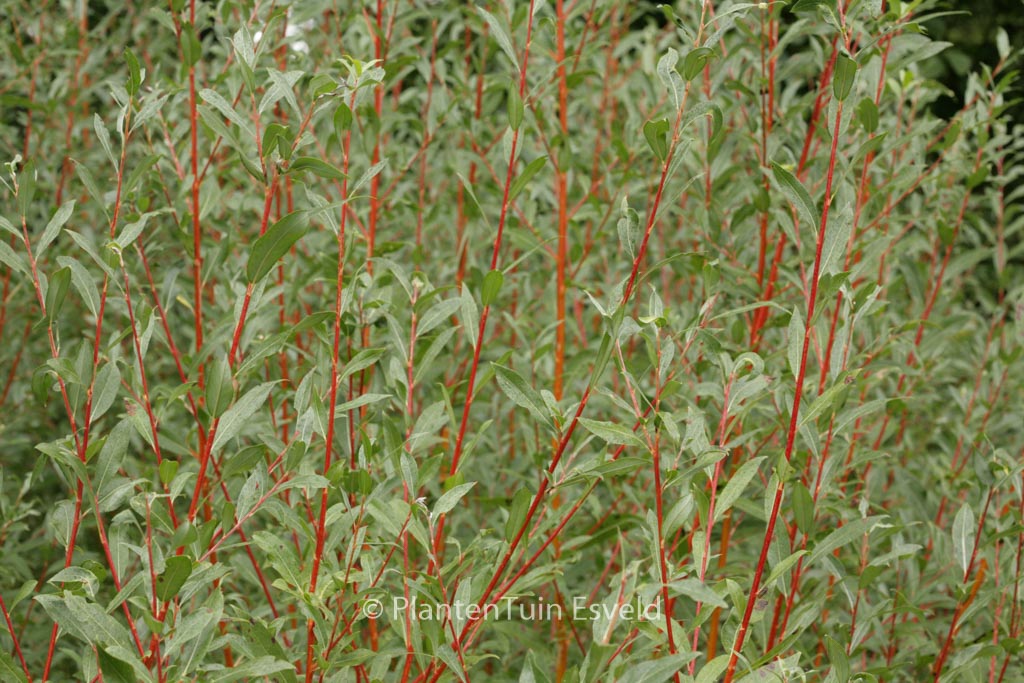 Salix alba ‘Yelverton’