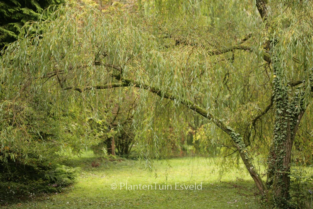 Salix babylonica