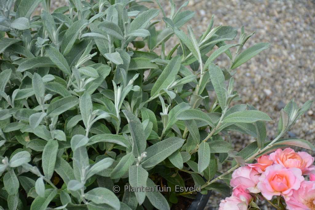 Salix candida ‘Jefberg’ (First Editions ICEBERG ALLEY)
