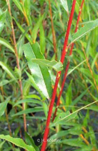 Salix daphnoides