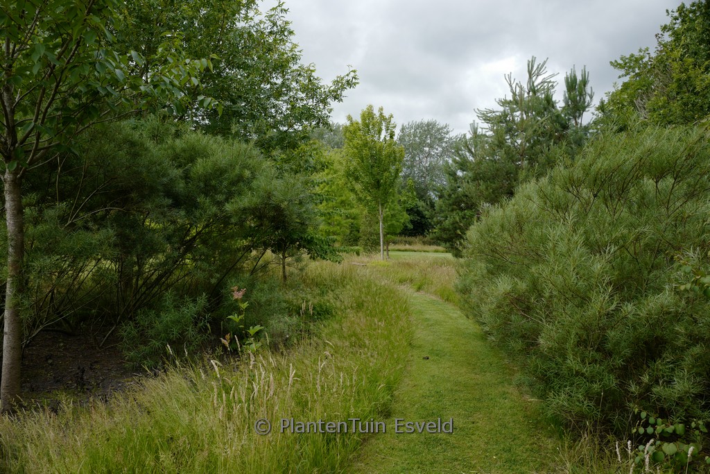 Salix elaeagnos ‘Angustifolia’