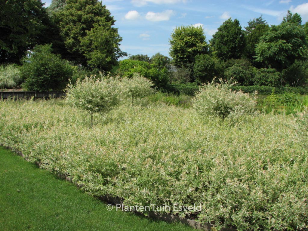Salix integra ‘Flamingo’