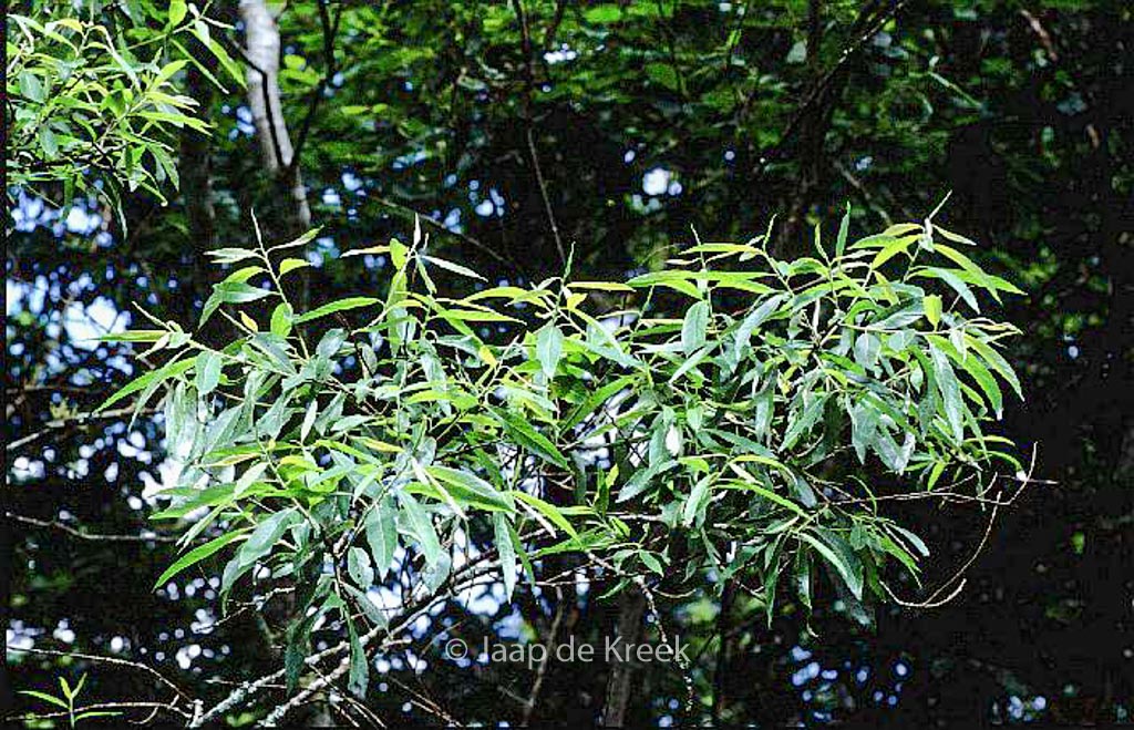 Salix nigra