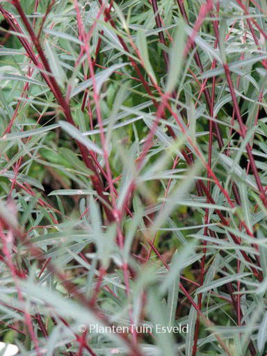 Salix purpurea ‘Nancy Saunders’