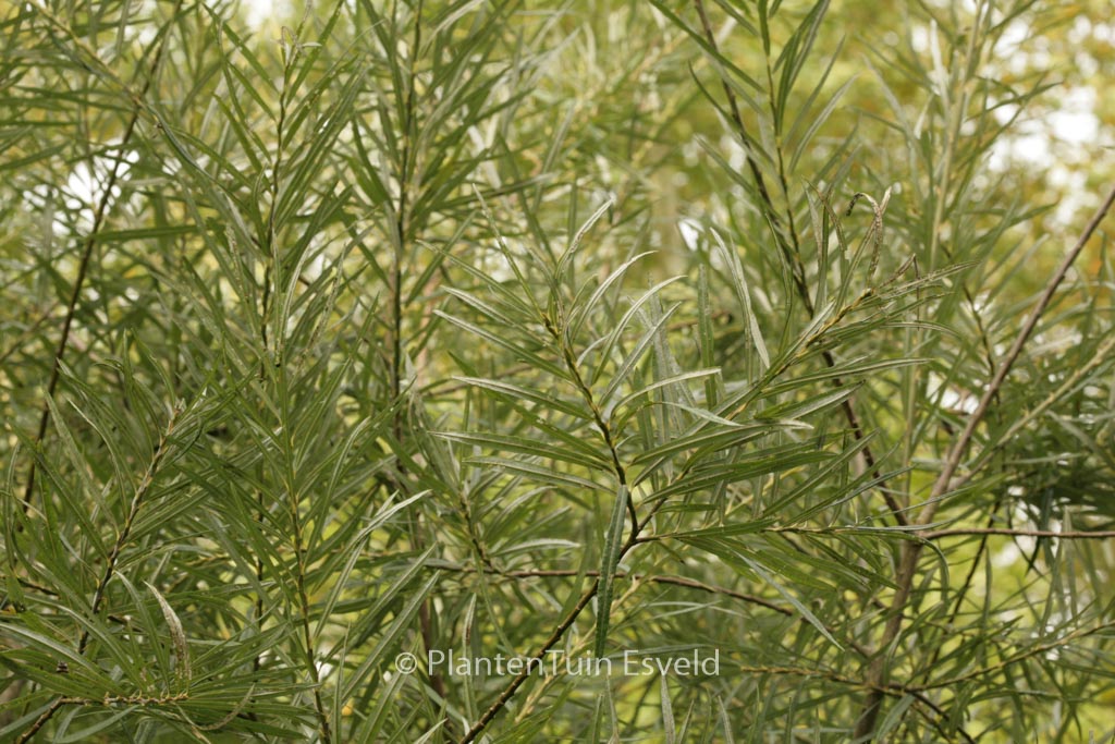 Salix rosmarinifolia