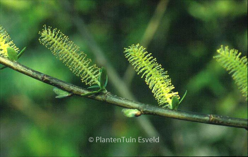 Salix triandra ‘Semperflorens’