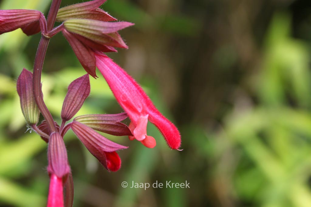 Salvia ‘Ember’s Wish’