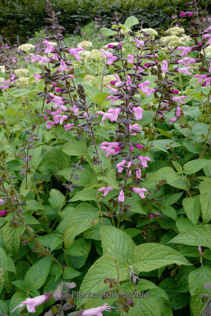 Salvia ‘Pink Amistad’
