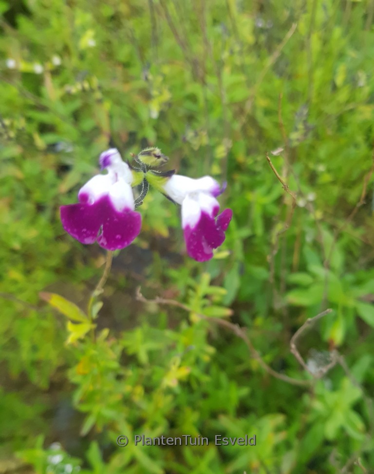 Salvia greggii ‘Amethyst Lips’