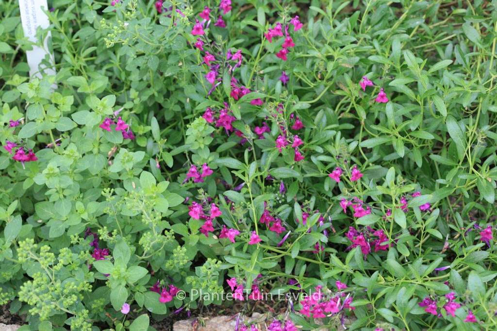 Salvia greggii ‘Lycioides’