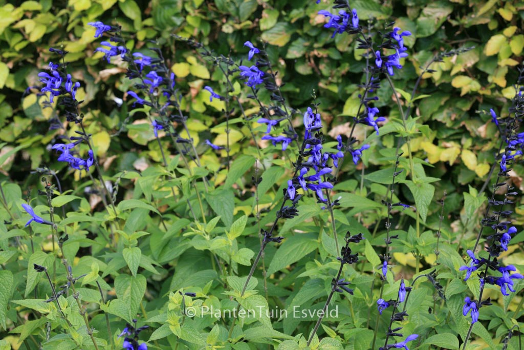 Salvia guaranitica ‘Black & Blue’