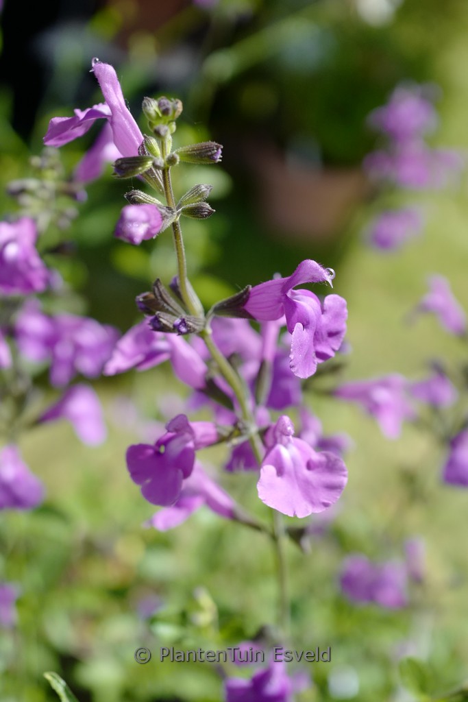 Salvia microphylla ‘Salvinio Lilac’