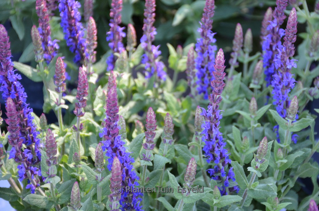 Salvia nemorosa ‘Blaukoenigin’