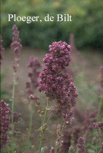 Salvia nemorosa ‘Plumosa’