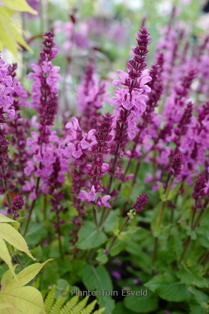 Salvia nemorosa ‘Rose Marvel’