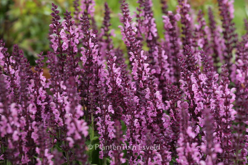 Salvia nemorosa ‘Sensation Rose’