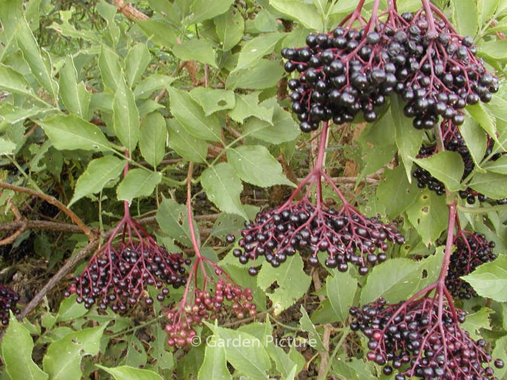 Sambucus nigra ‘Haschberg’