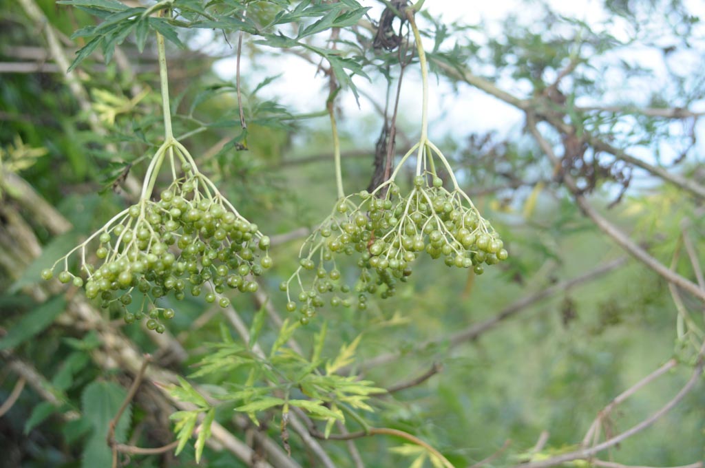 Sambucus nigra ‘The Pearl’