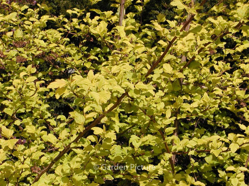 Sambucus racemosa ‘Sutherland Gold’