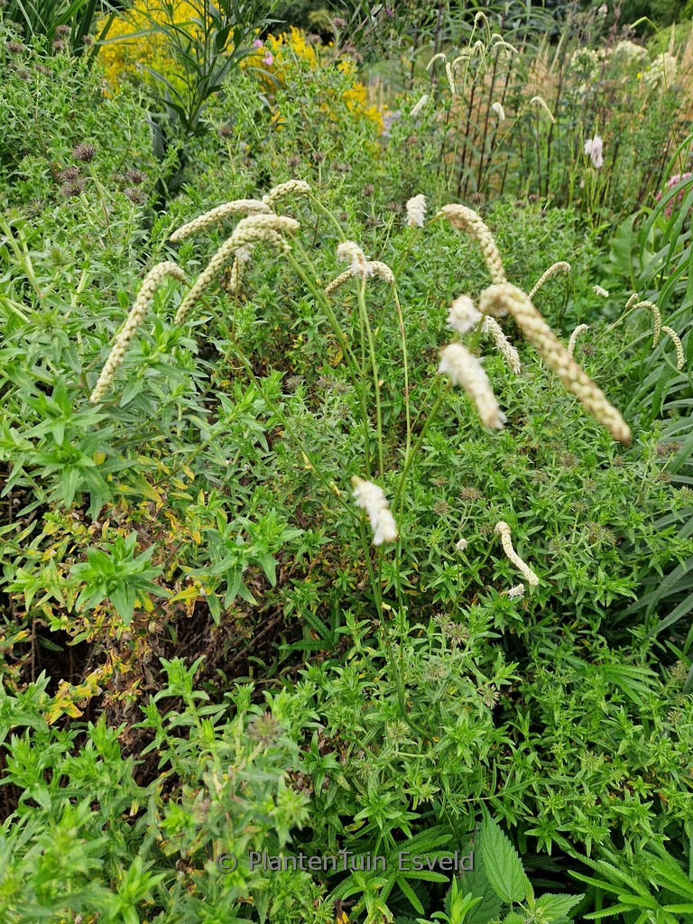 Sanguisorba ‘All Time High’
