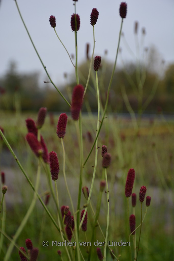 Sanguisorba ‘Cangshan Cranberry’
