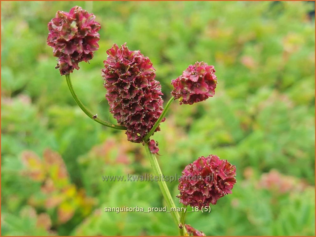 Sanguisorba ‘Proud Mary’