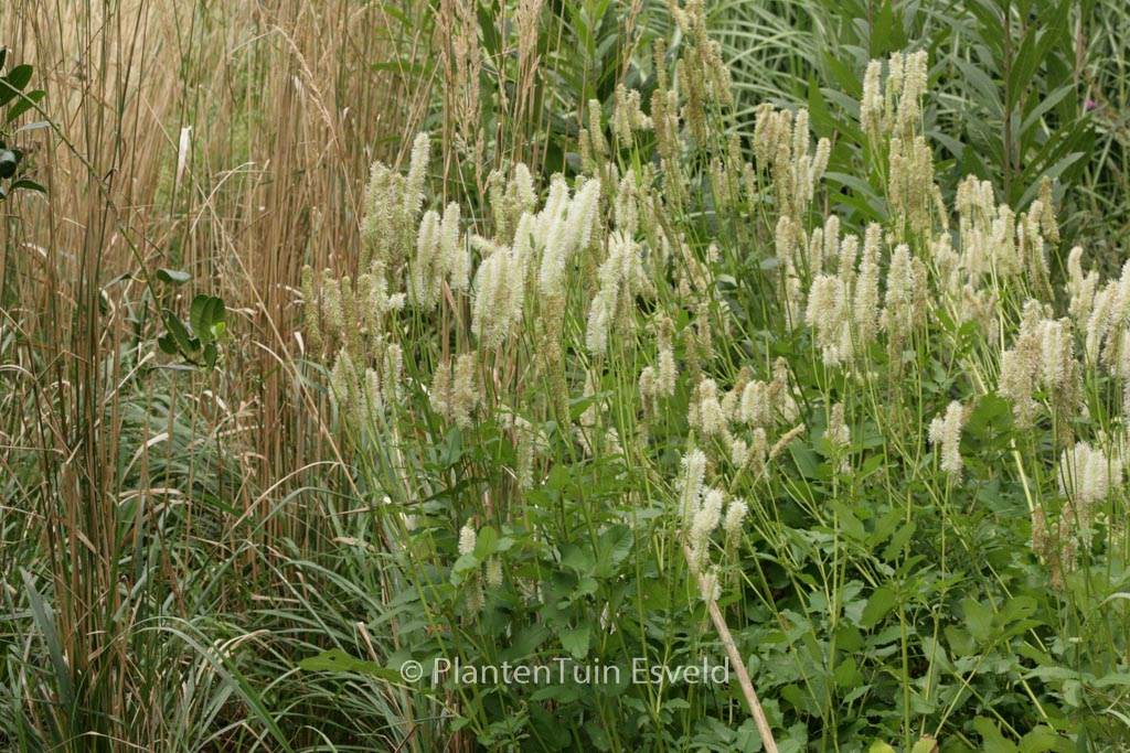 Sanguisorba albiflora