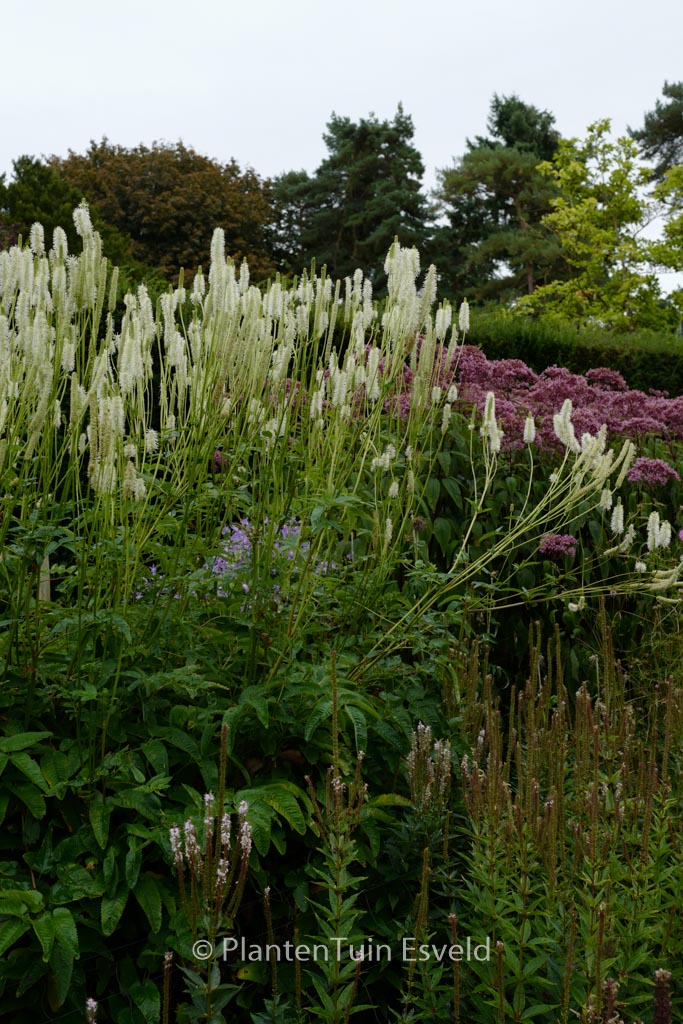 Sanguisorba canadensis