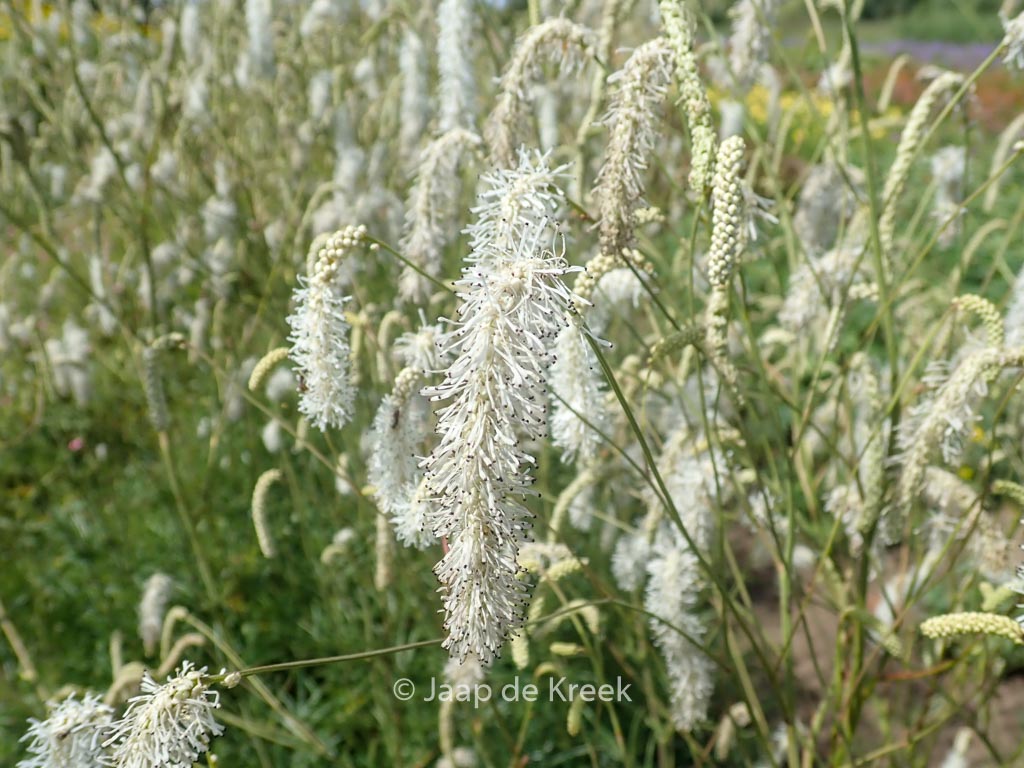 Sanguisorba tenuifolia ‘Parviflora’