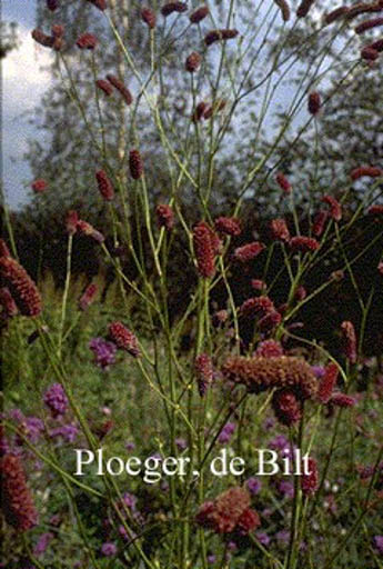 Sanguisorba tenuifolia ‘Pink Elephant’