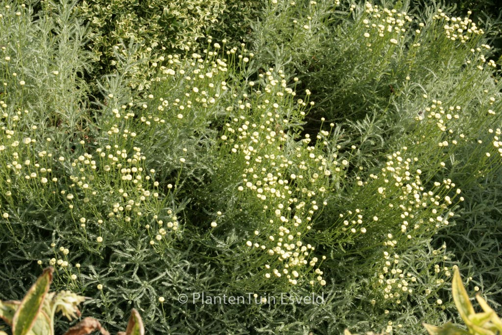 Santolina chamaecyparissus ‘Edward Bowles’