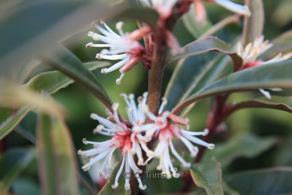 Sarcococca hookeriana ‘Purple Stem’