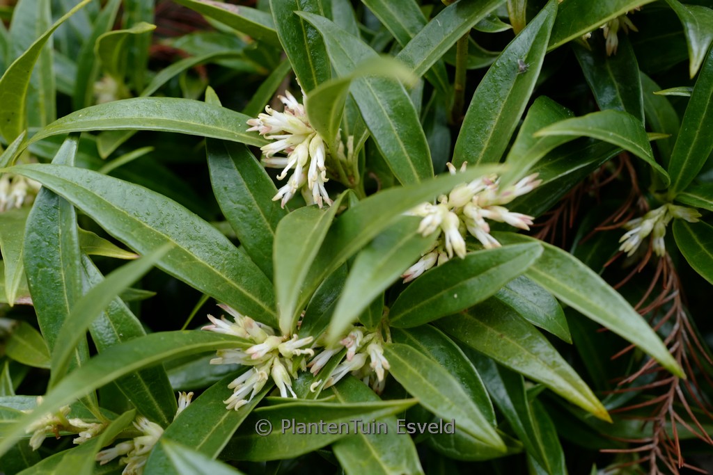 Sarcococca humilis ‘Sarsid 1’ (FRAGRANT MOUNTAIN)